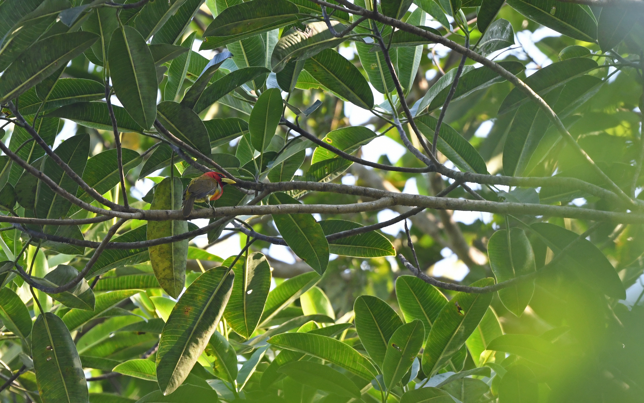 Scarlet-hooded Barbet (Eubucco tucinkae), photo 7
