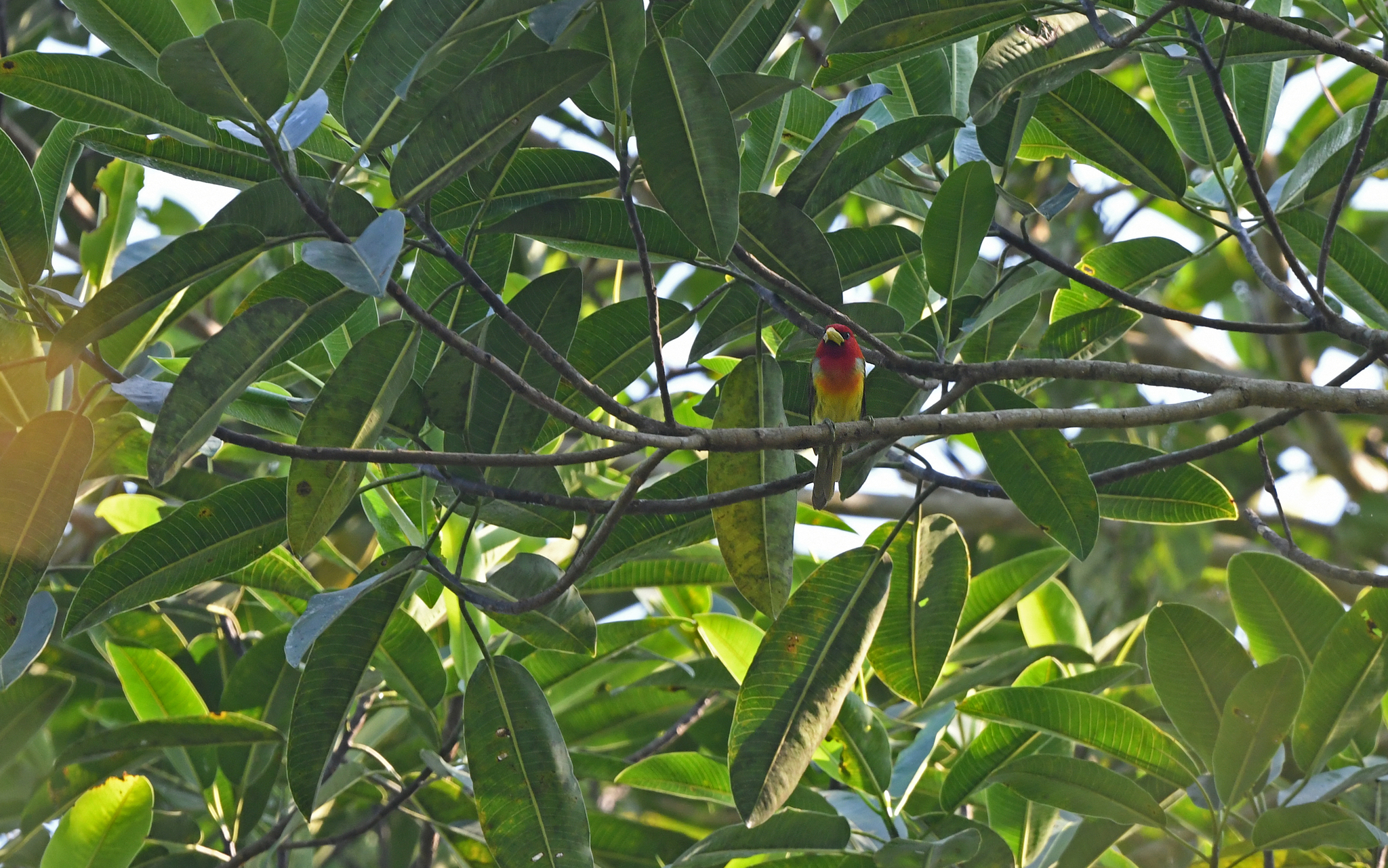 Scarlet-hooded Barbet (Eubucco tucinkae), photo 8