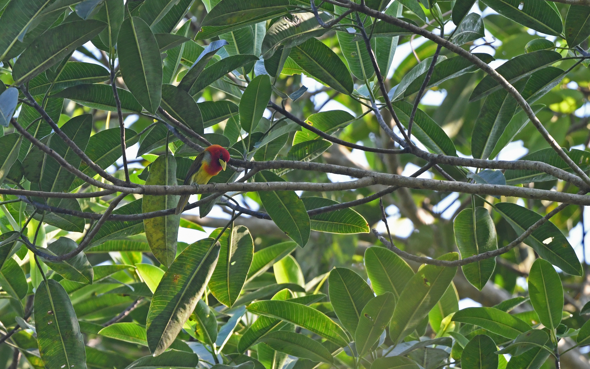 Scarlet-hooded Barbet (Eubucco tucinkae), photo 9