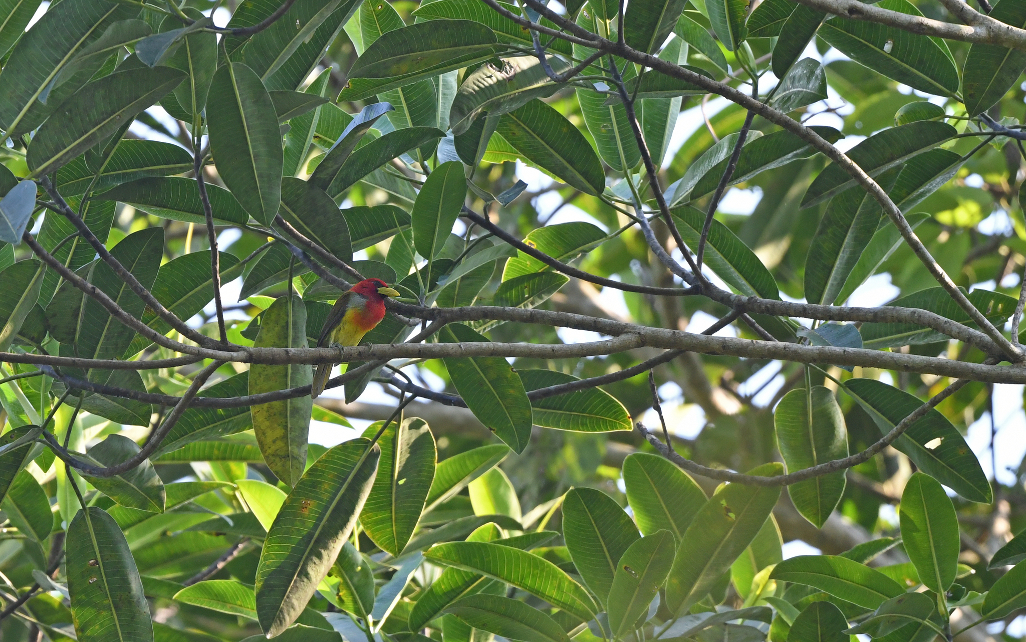 Scarlet-hooded Barbet (Eubucco tucinkae), photo 10