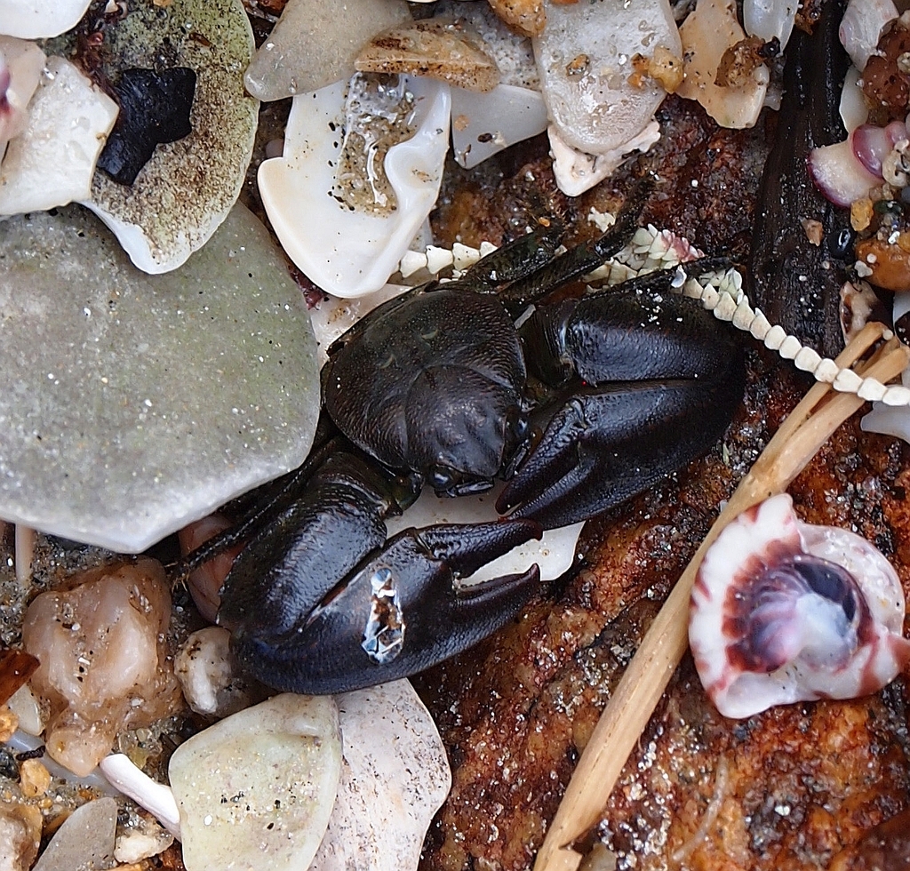 New Zealand Half Crab from Southland 9818, New Zealand on October 25 ...