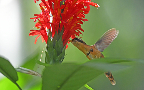 White-browed Hermit (Phaethornis stuarti)
