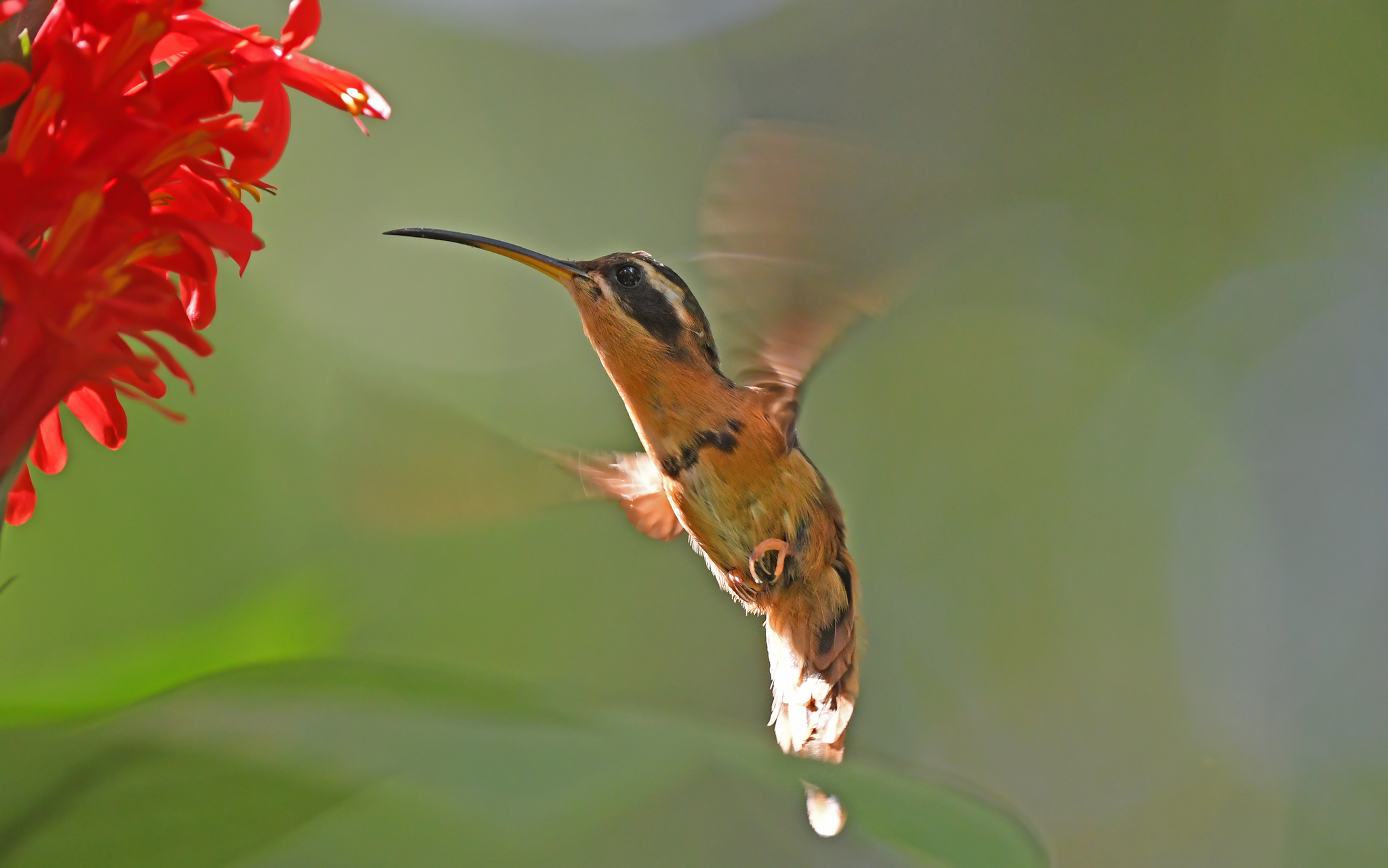 White-browed Hermit (Phaethornis stuarti), photo 2