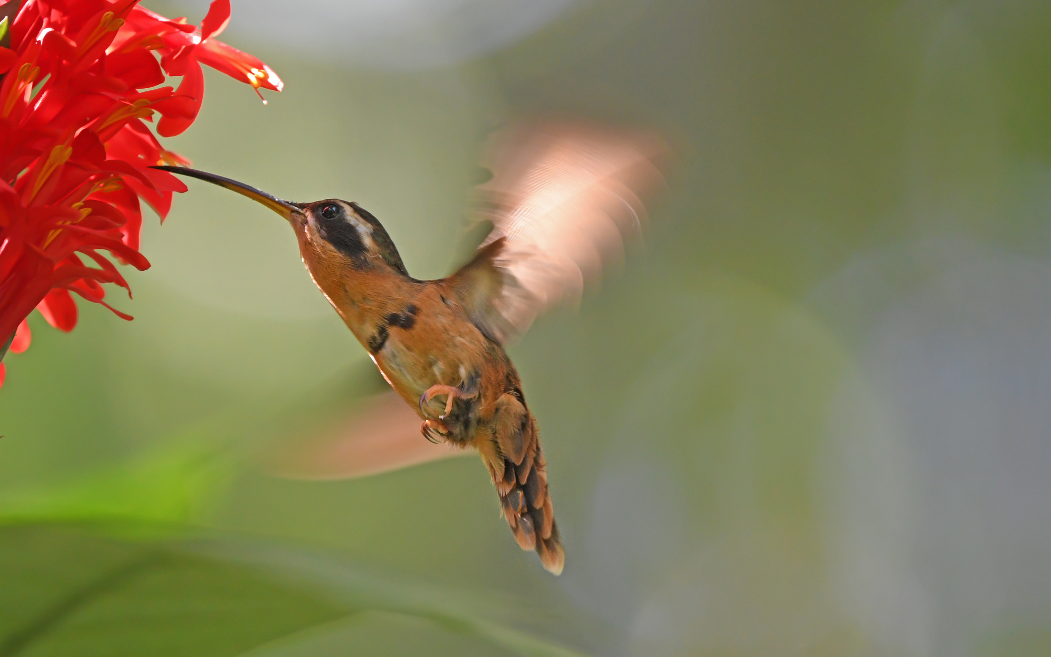 White-browed Hermit (Phaethornis stuarti), photo 4