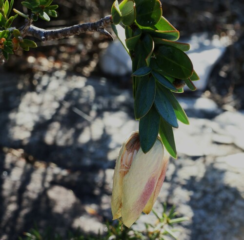 Image of Pimelea physodes by (c) Greg Tasney, some rights reserved (CC BY-SA)