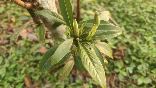 Machilus lichuanensis