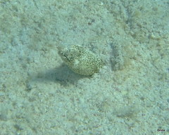 Callechelys marmorata