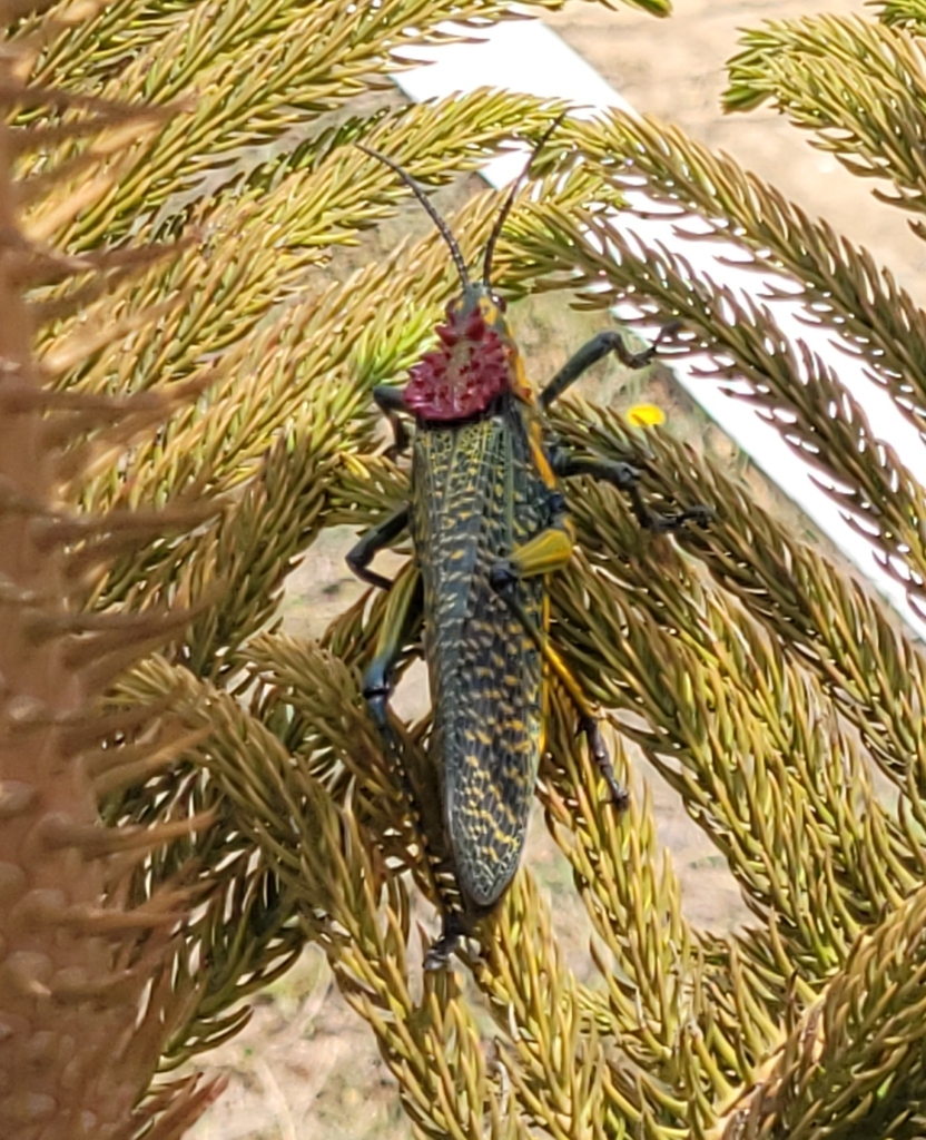 Rainbow Milkweed Locust from Ambohimiarina, Madagascar on October 15 ...