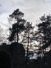 Pinus sylvestris