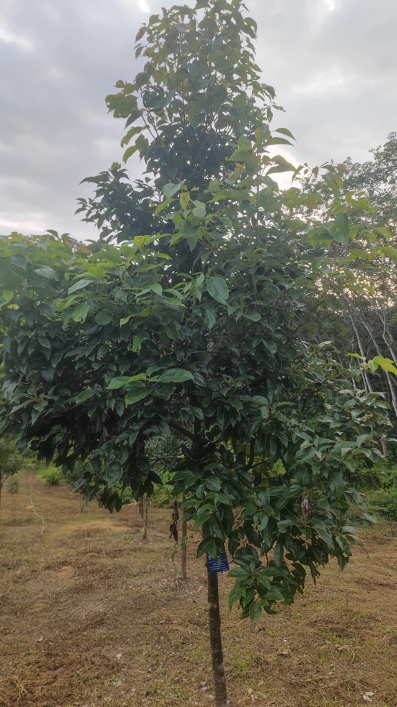 Bodinier Cinnamon