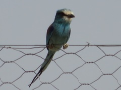 Coracias abyssinicus