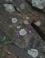 Neogaerrhinum strictum
