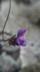 Neogaerrhinum strictum