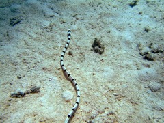 Myrichthys colubrinus