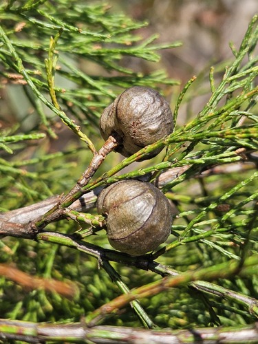 Callitris columellaris