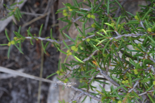 east barrens wattle (Acacia argutifolia)