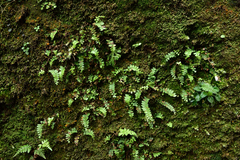 Osmolindsaea odorata