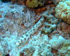 Myrichthys maculosus