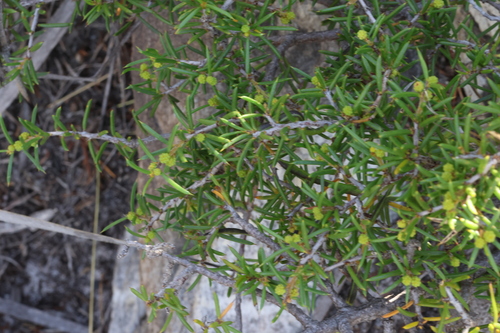 Image of Acacia argutifolia by (c) Greg Tasney, some rights reserved (CC BY-SA)