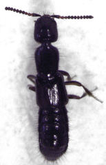 Leptacinus pusillus