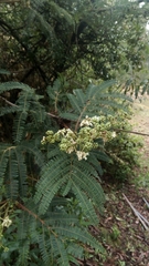 Acacia mearnsii
