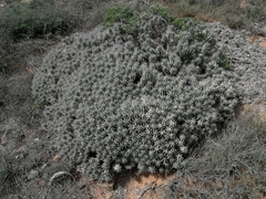 Anthacanthae