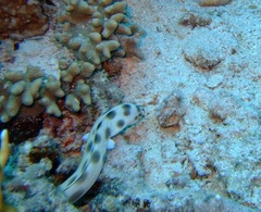 Myrichthys maculosus