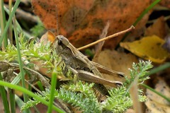 Chorthippus fallax fallax