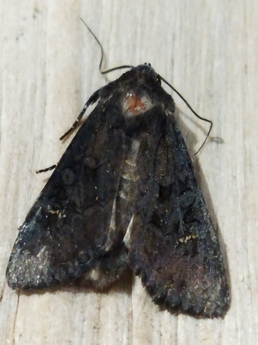 Black Rustic, 4292 Dobri Dol, Bulgaria, photo 7 of 10