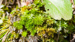Rhodobryum