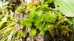 Rhodobryum