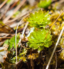 Rhodobryum