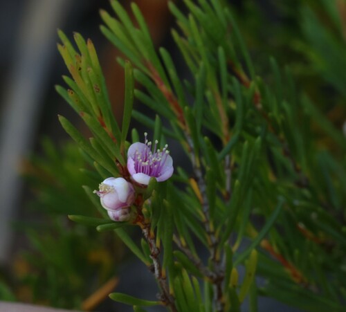 Image of Hypocalymma jessicae by (c) Greg Tasney, some rights reserved (CC BY-SA)