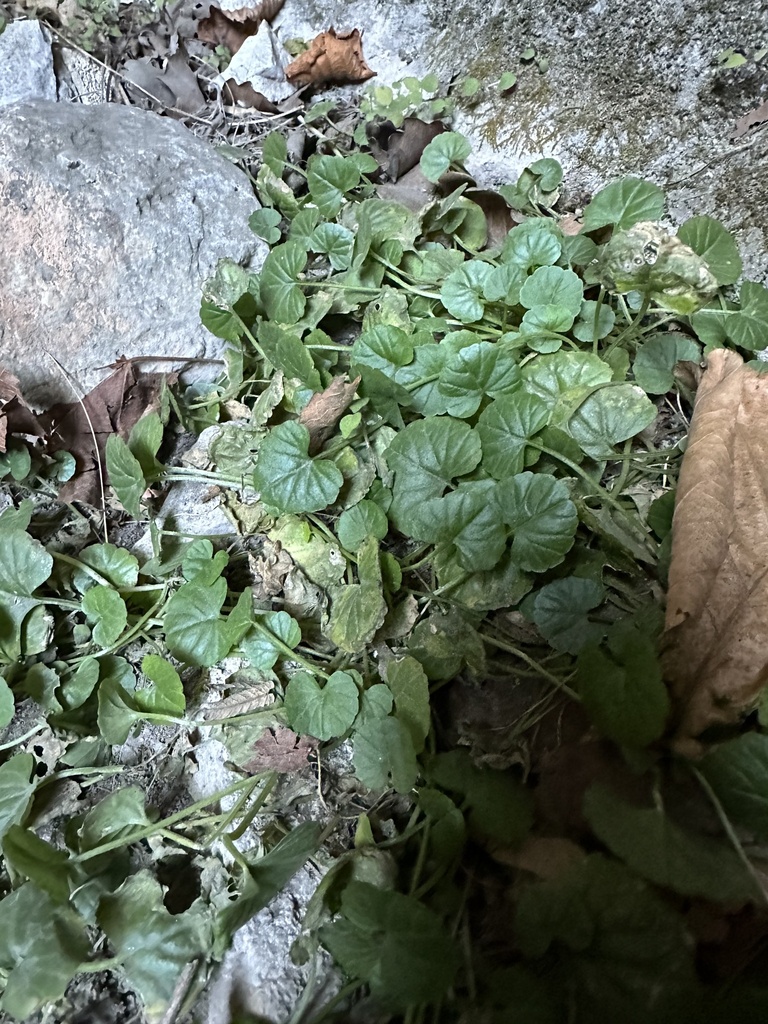 Megadenia pygmaea; photograph Tatyana Petrenko, CC BY, iNaturalist via GBIF