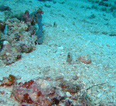 Heteroconger hassi