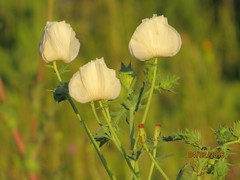 Argemone albiflora