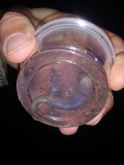 Desmognathus kanawha
