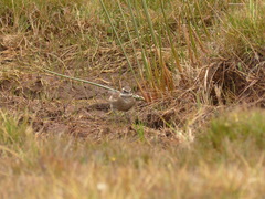 Cinclodes albidiventris