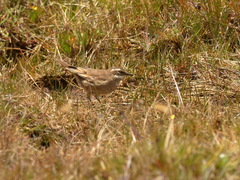 Cinclodes albidiventris