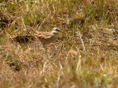 Cinclodes albidiventris