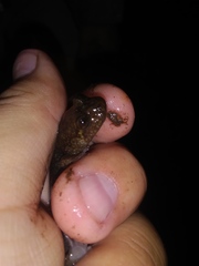 Desmognathus kanawha