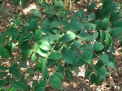 Ligustrum liukiuense