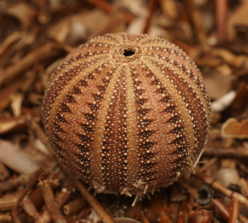 Amblypneustes formosus Valenciennes, 1846