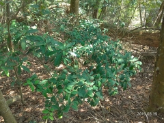 Ligustrum liukiuense