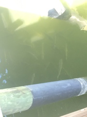 Micropterus salmoides