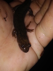 Desmognathus kanawha