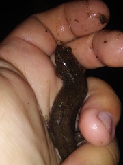Desmognathus kanawha