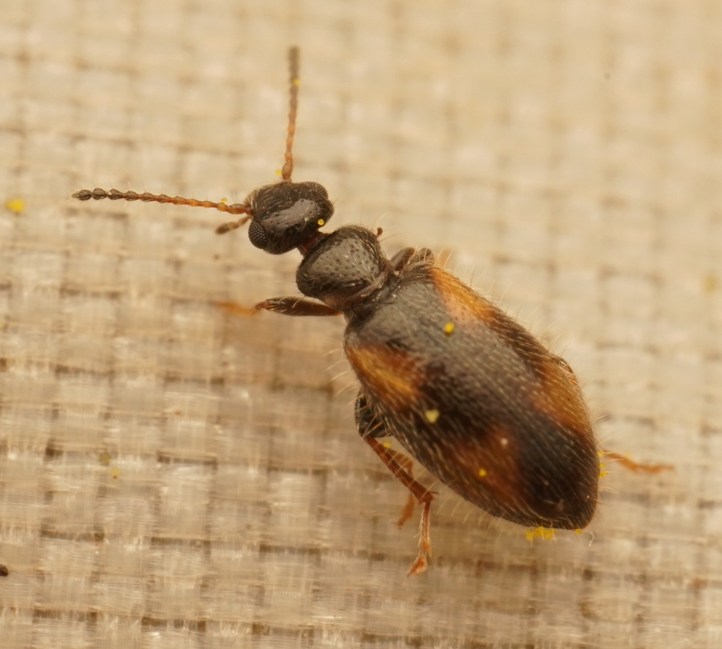 Sahulanthicus