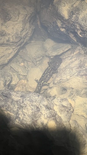 Persian Mountain Salamander