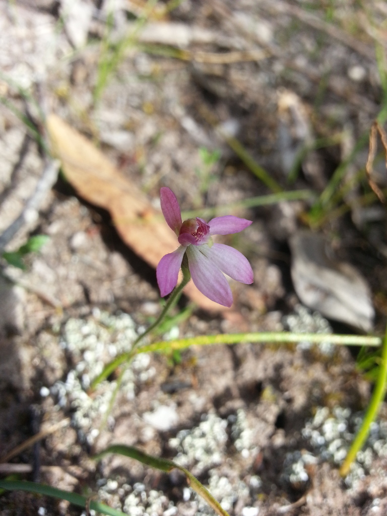 Caladenia pygmaea